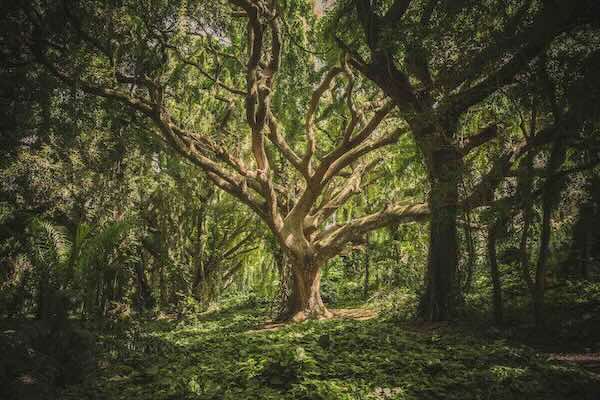 An oak tree in the forest.